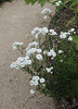 Achillea ptarmica flore pleno
