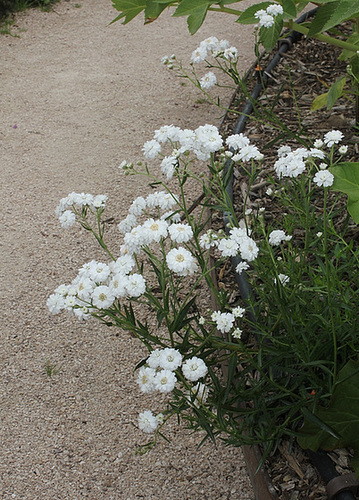 Achillea ptarmica flore pleno