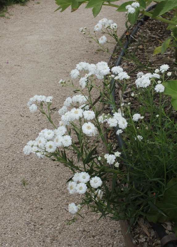 Achillea ptarmica flore pleno