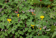 Oxalis tuberosa mélangé à Capucine des Canaris Oxalis tuberosa mélangé à Capucine des Canaris