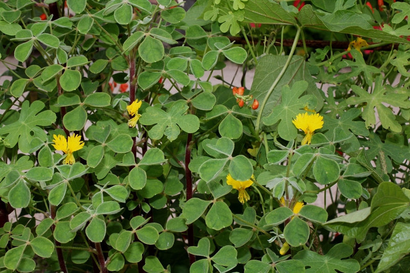 Oxalis tuberosa mélangé à Capucine des Canaris