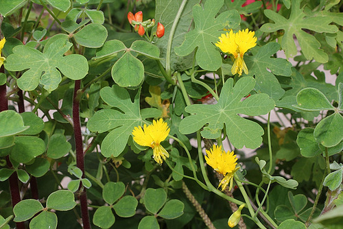 Capucine des Canaries