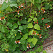 Phaseolus coccineus- Haricot rouge d'Espagne