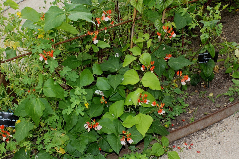 Phaseolus coccineus- Haricot rouge d'Espagne
