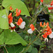 Phaseolus coccineus 'Painted Lady'- Haricot rouge d'Espagne