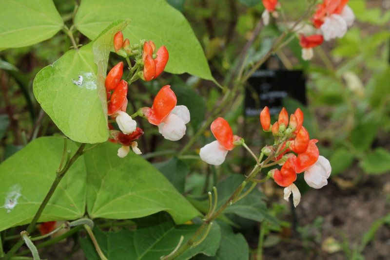 Phaseolus coccineus 'Painted Lady'- Haricot rouge d'Espagne