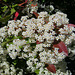 Fleurs blanches : Photinia red Robin