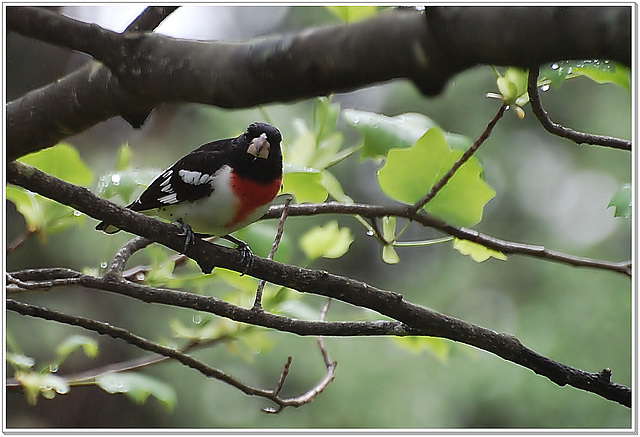 Red Breasted Grosbeak