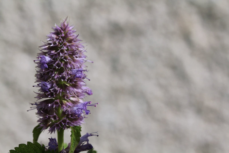 Agastache urticifolia (2)