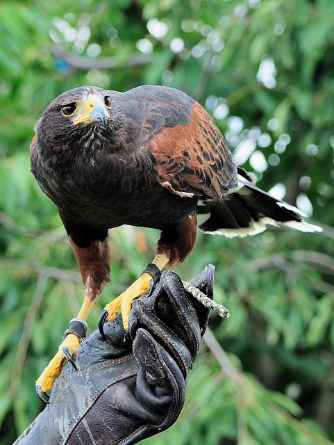 Wüstenbussard - 120722