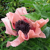 Pink Poppy