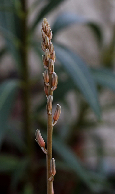 Aloe somaliensis (2)