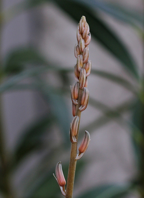 Aloe somaliensis