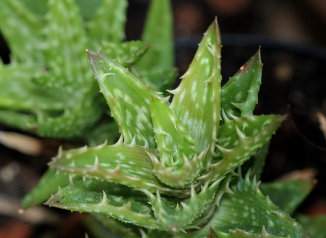 Aloe juvenna