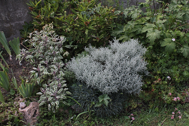 Feuillages : Sauge officinale tricolore- Santoline- Oeillet - Anémone du Japon- Geranium sanguin