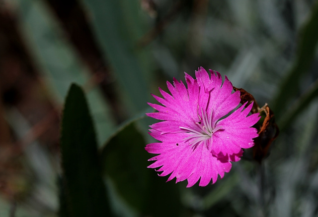 Dianthus granitopolitanus