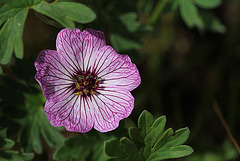 Geranium cinereum