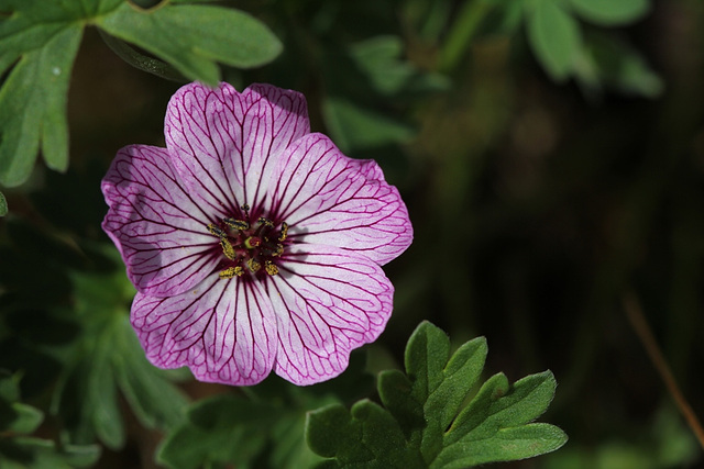 Geranium cinereum