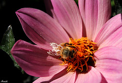 LE REPAS DE L'ABEILLE*** LE REPAS DE L'ABEILLE***