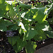 Polymnia edulis -Poire de terre (2)