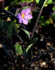 Solanum melongena- aubergine