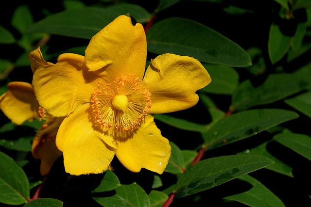 Hypericum x kookerianum 'Hidcot'