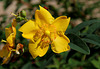 Hypericum x kookerianum 'Hidcot'