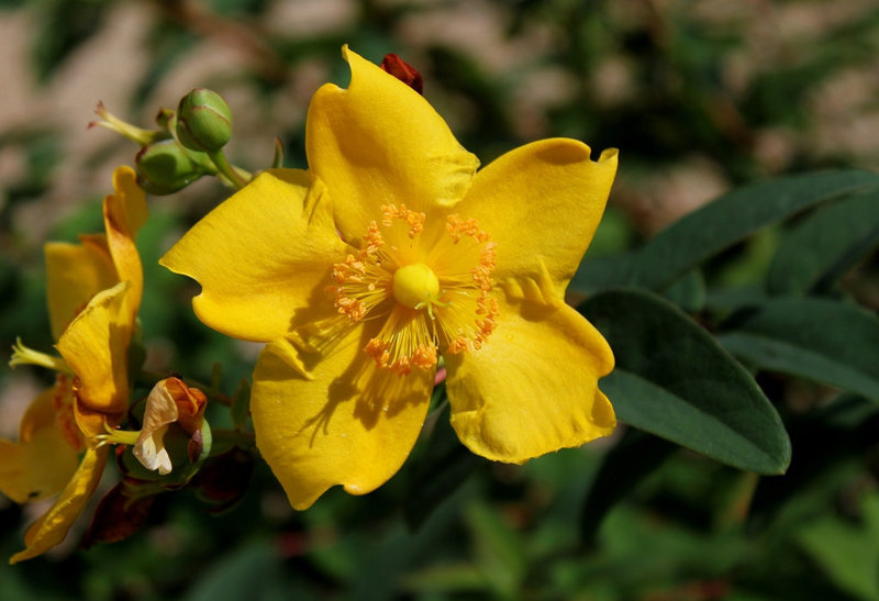 Hypericum x kookerianum 'Hidcot'