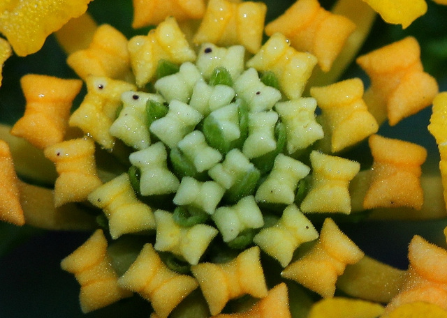 Coeur de Lantana .. les petits diabolos en sucre ou des noeuds pap ?