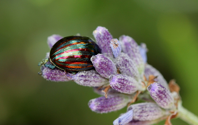 Chrysolina americana- Chrysomèle du Romarin ( et de la Lavande )