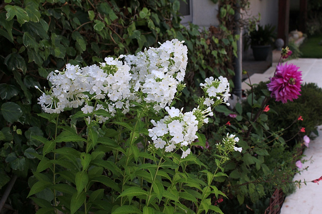 Phlox paniculata blanc