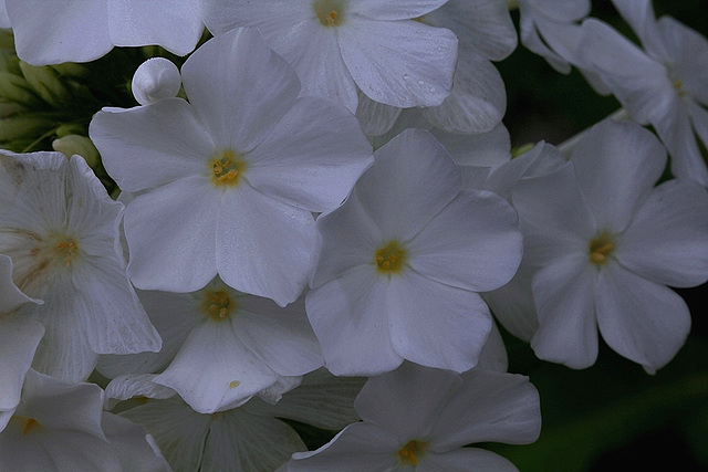 Phlox paniculata blanc (2)