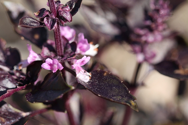 Ocimum basilicum-Basilique rouge (2)