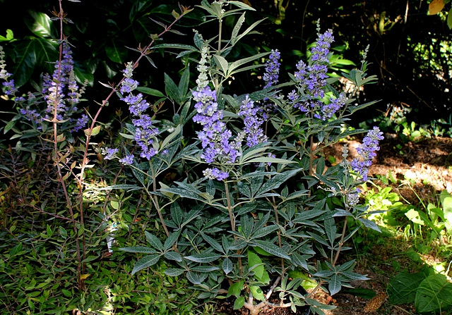 Vitex agnus-casti