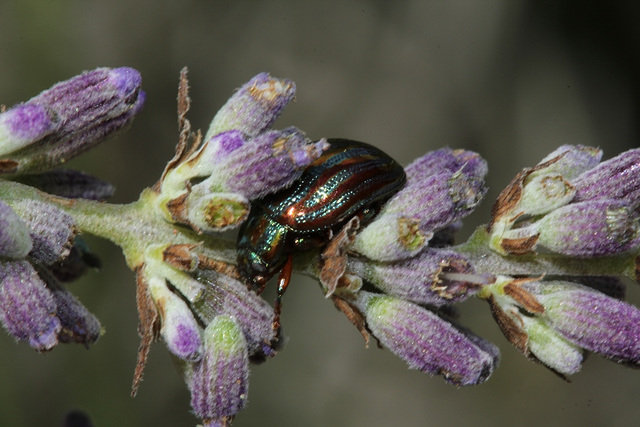 Chrysolina americana- Chrysomèle du Romarin ( et de la Lavande )