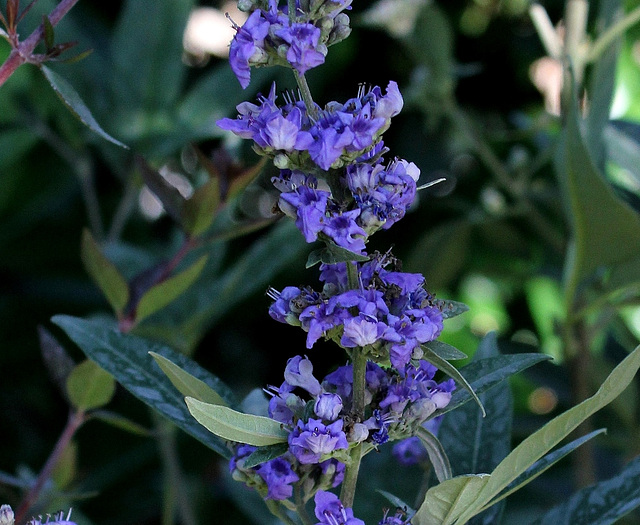 Vitex agnus-casti (3)