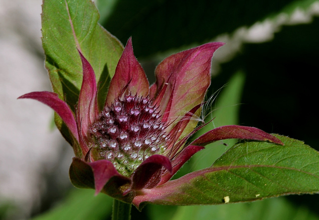 Monarde