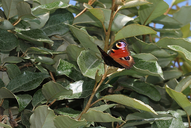 Paon de jour-Aglais io