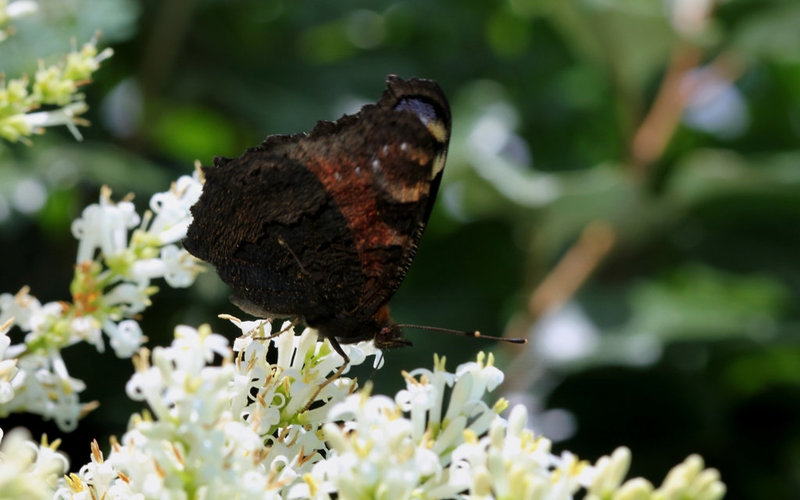 Paon de jour-Aglais io