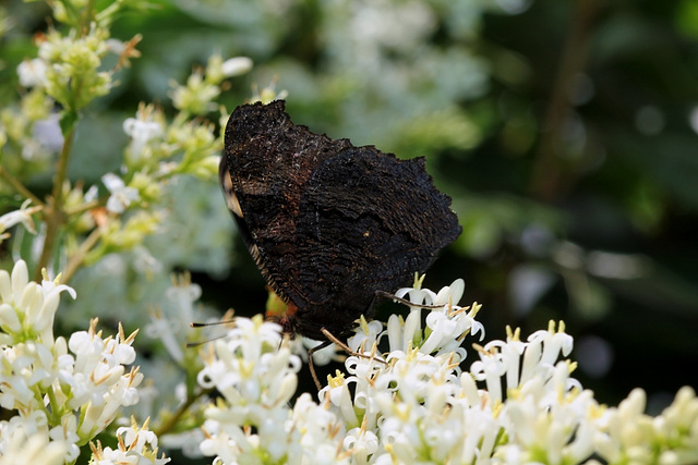 Paon de jour-Aglais io