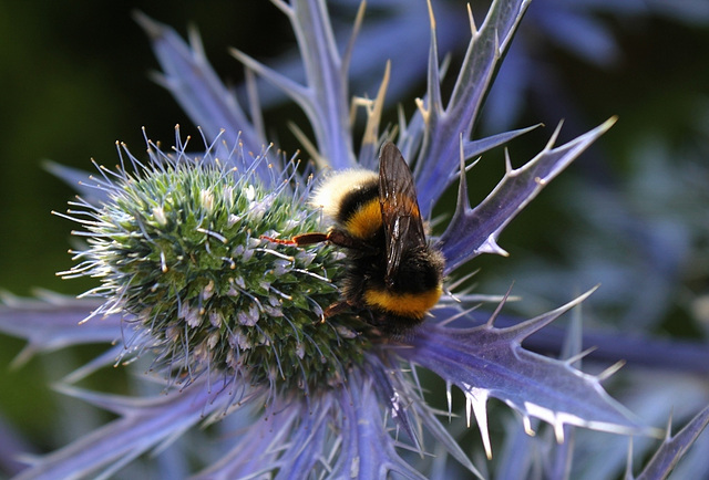 Bourdon sur Eryngium