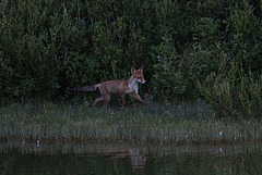 le renard....tombée de nuit