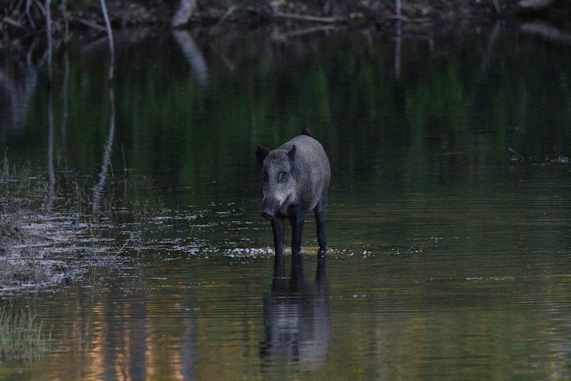 Sanglier a la tombée de nuit