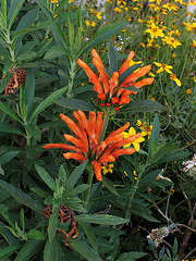 Leonotis leonorus (2)