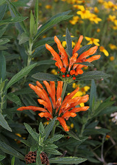 Leonotis leonorus (3)