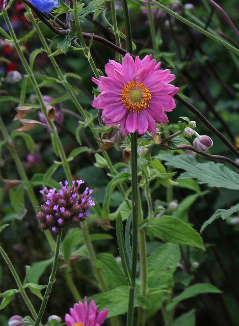 Anemone hupehensis var Japonica double - Copie1