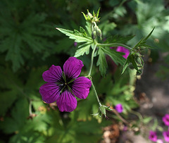 Geranium 'Ann Folkard ' x ptilostemon