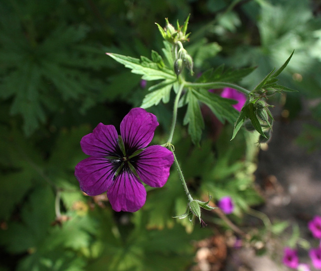 Geranium 'Ann Folkard ' x ptilostemon