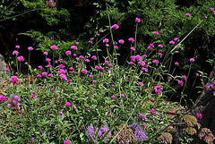 Gomphrena 'Fireworks' (2)