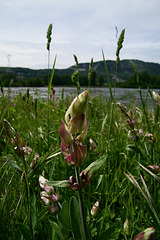 Fleurs dans les herbes